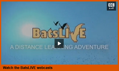 BatsLIVE webcasts