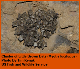 Little Brown Bat cluster